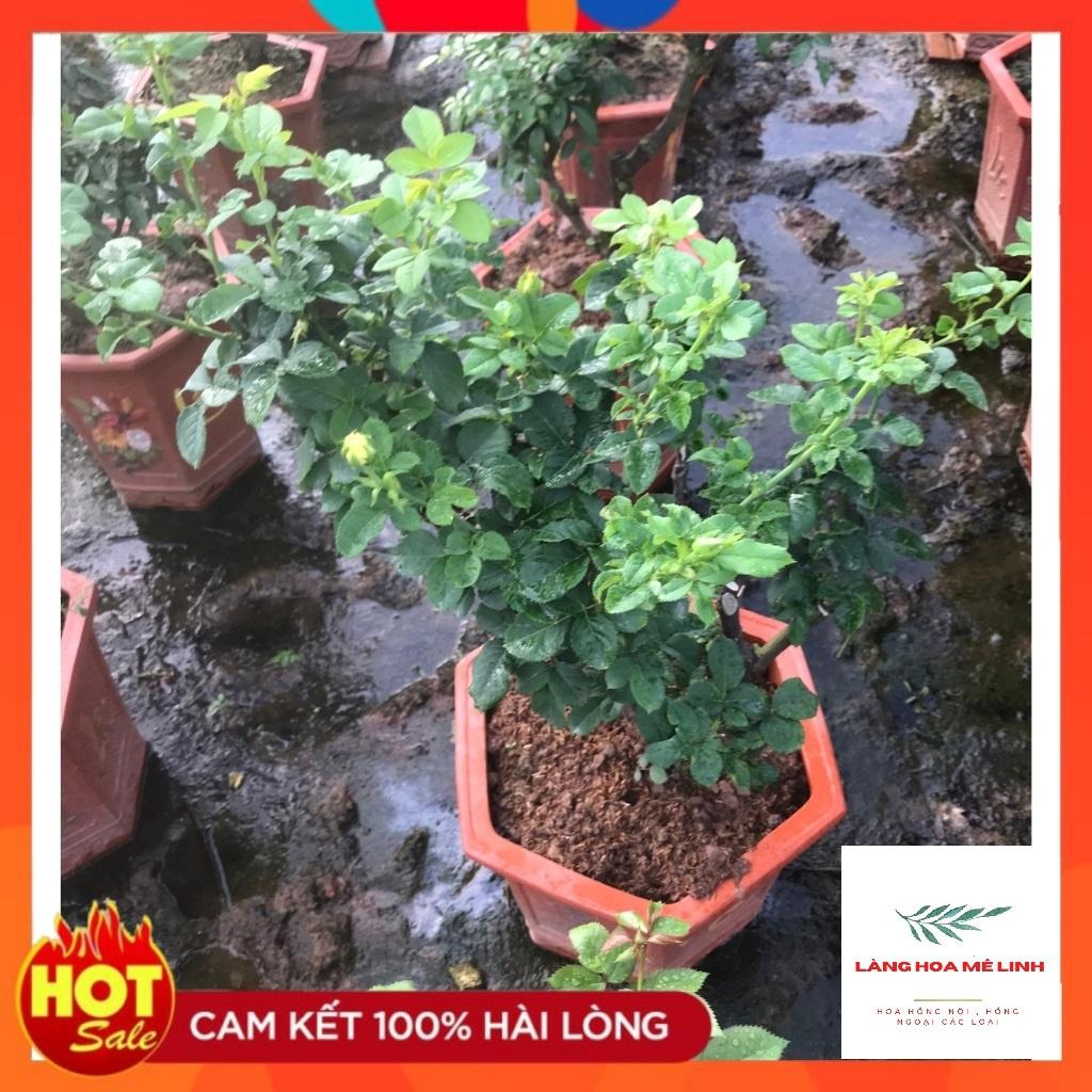 Hoa hồng bonsai– Hoa hồng thế nghệ thuật dành cho người yêu hoa.