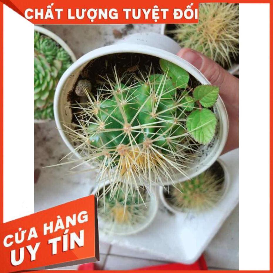 Xương rồng kim hổ Nhiều Người Mua