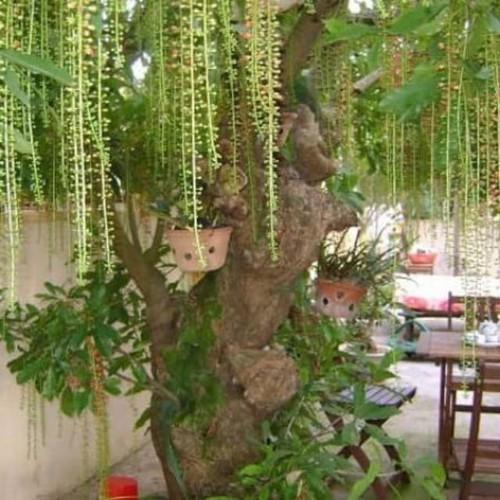 CÂY GIỐNG CÂY LỘC VỪNG-CÂY PHONG THỦY TÀI LỘC - CGCL