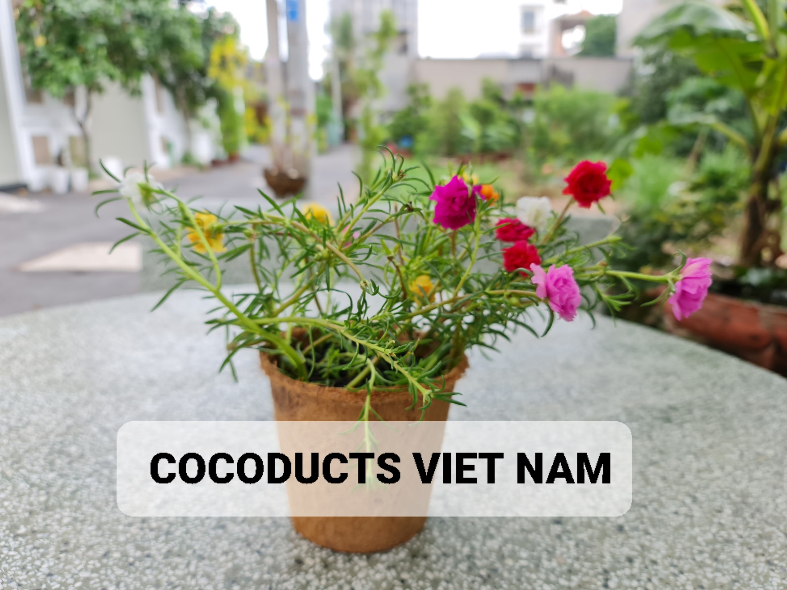 Mix hoa mười giờ &amp; Coir Pot siêu dễ thương (20-25 cành &amp; 5-6 màu)