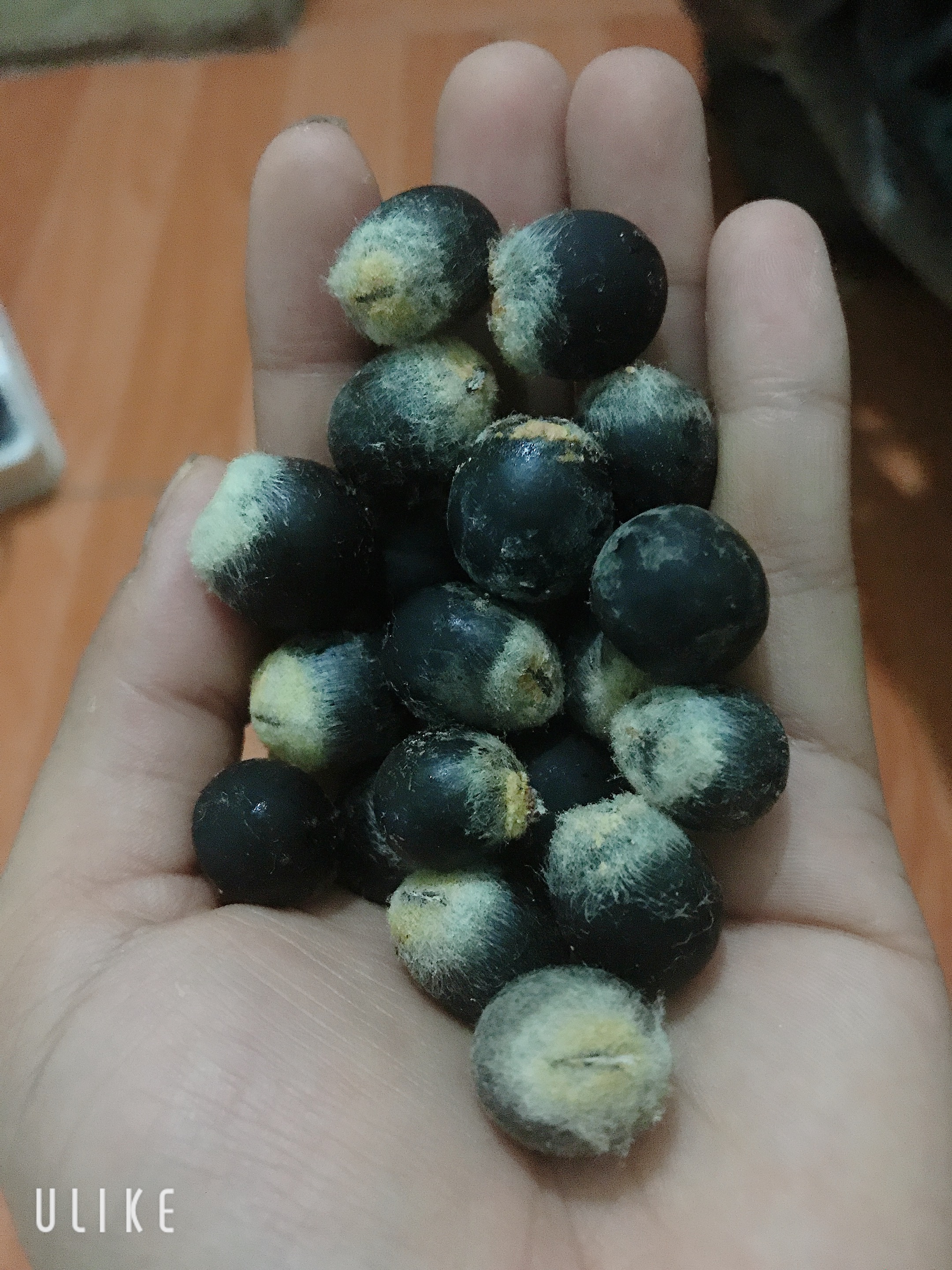 Hạt giống bồ hòn 2000 Hạt