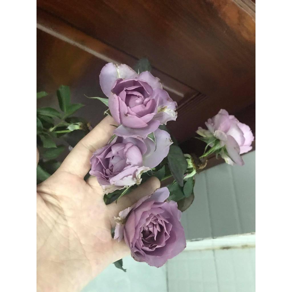 Hoa Hồng ngoại LOVE SONG -thân gỗ dáng tree