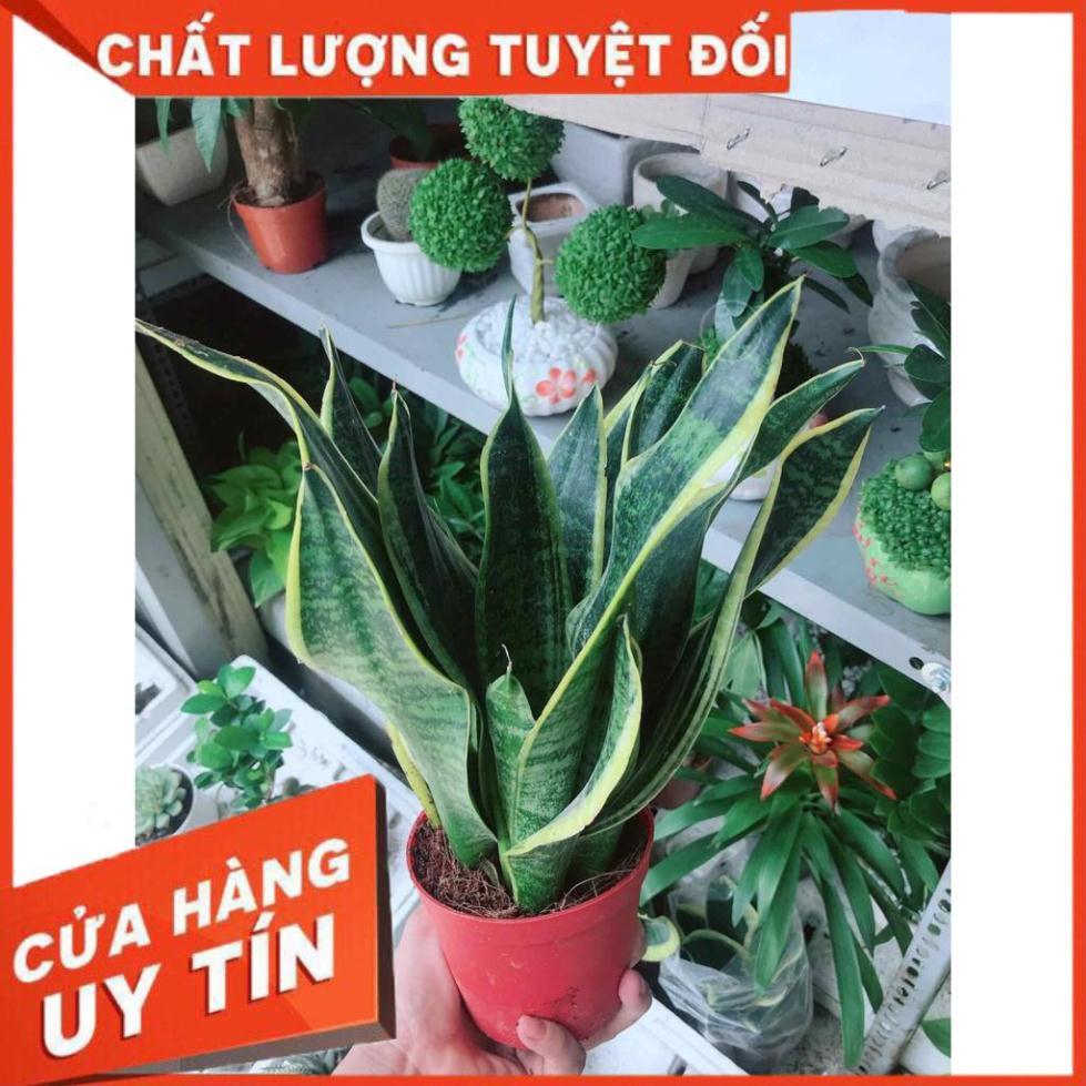 Chậu lưỡi hổ Nhiều Người Mua