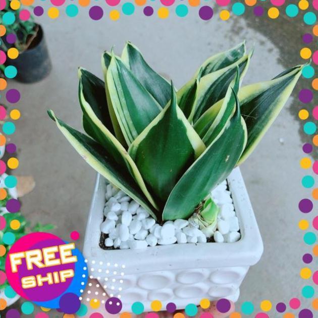 Chậu Lưỡi Hổ Thái Xanh