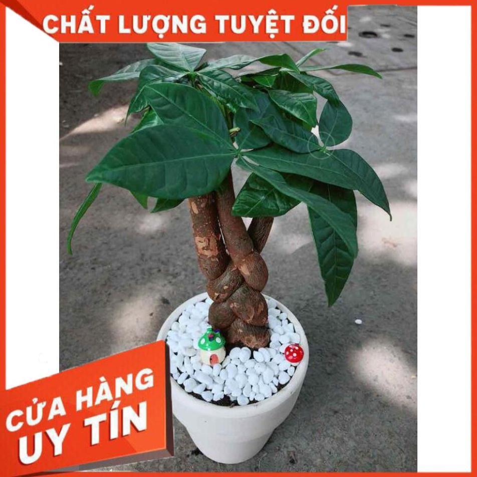 Chậu kim ngân thắt bím 3 thân Nhiều Người Mua