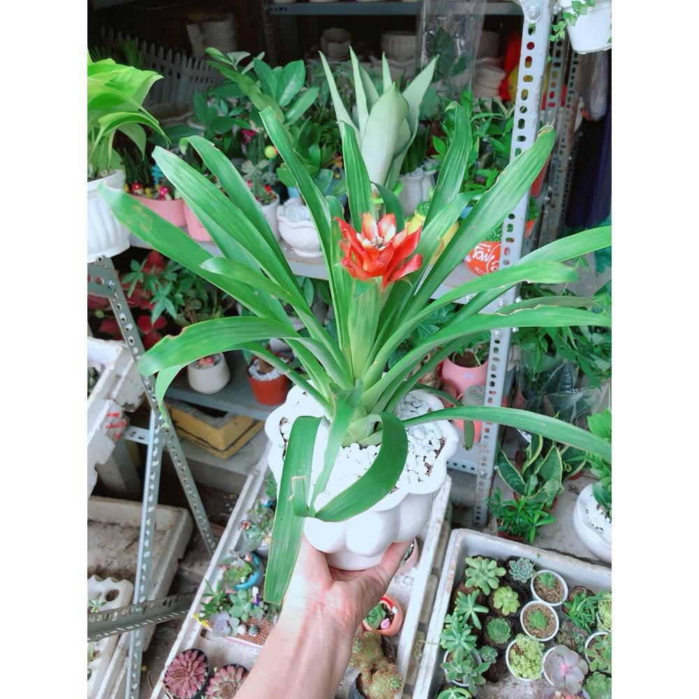 Chậu Phong Lộc Hoa Như Hình