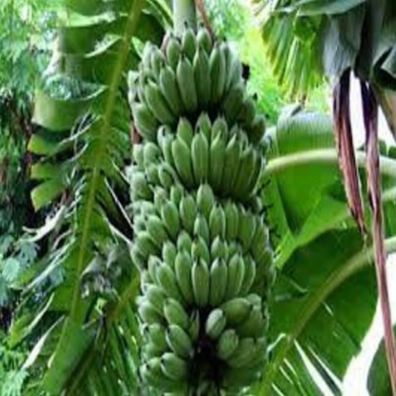Cây giống chuối tây thái cây giống chuẩn cho năng suất cao