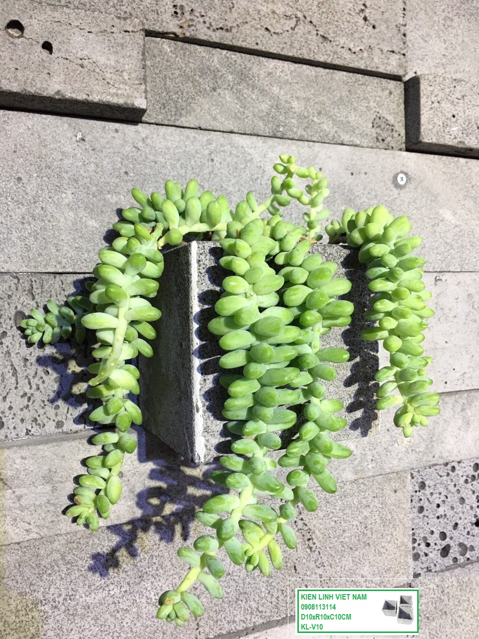 Chậu trồng sen đá bằng đá ong xám tự nhiên 10x10x10cm