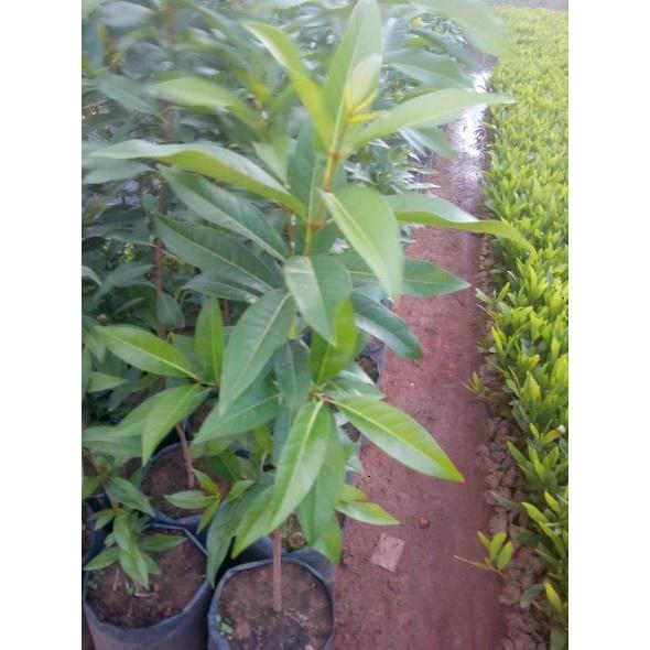 Cây giống vối nếp