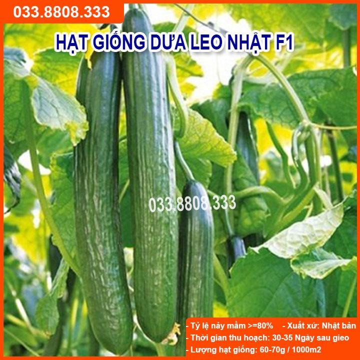 Hạt giống Dưa Leo Nhật F1 – 1gram - Dưa Siêu Quả