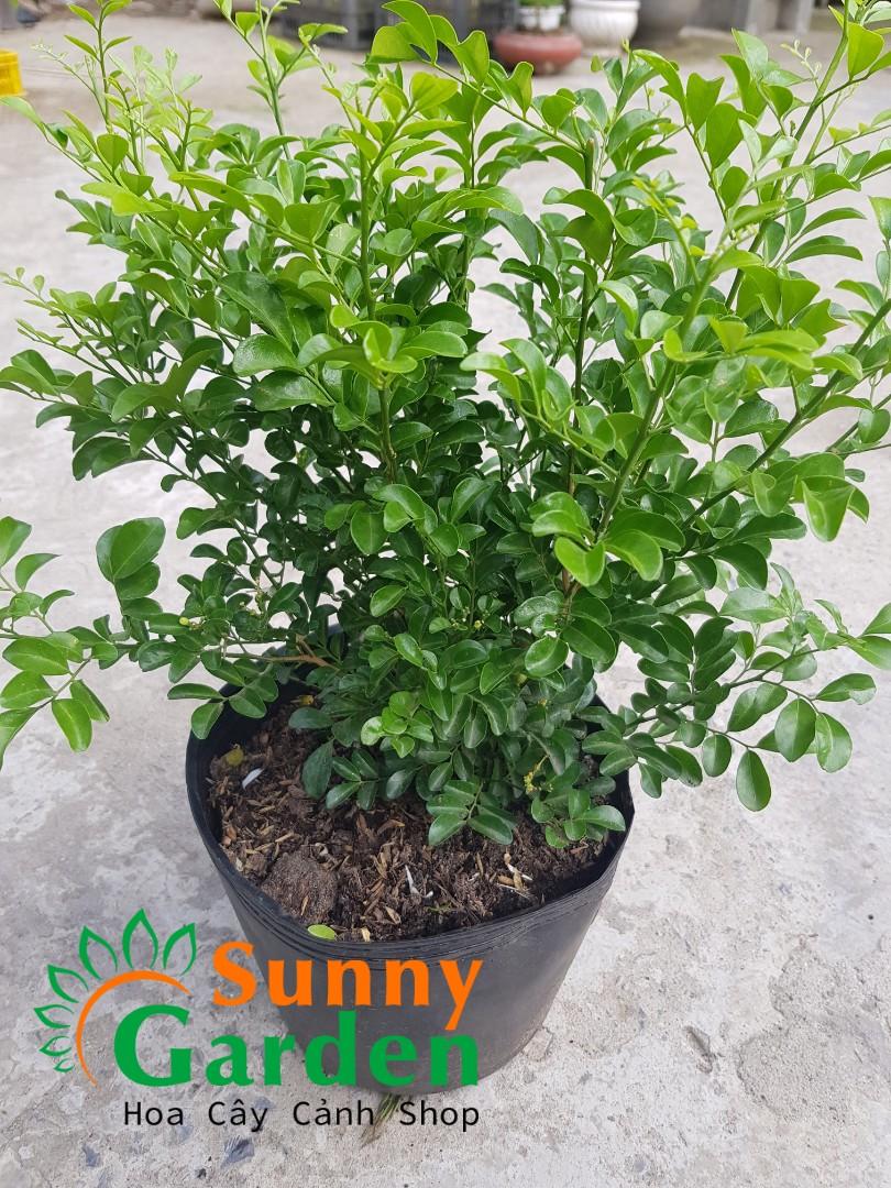Cây Nguyệt Quế Lá Nhỏ, Cao 20-30cm - Chậu Hoa