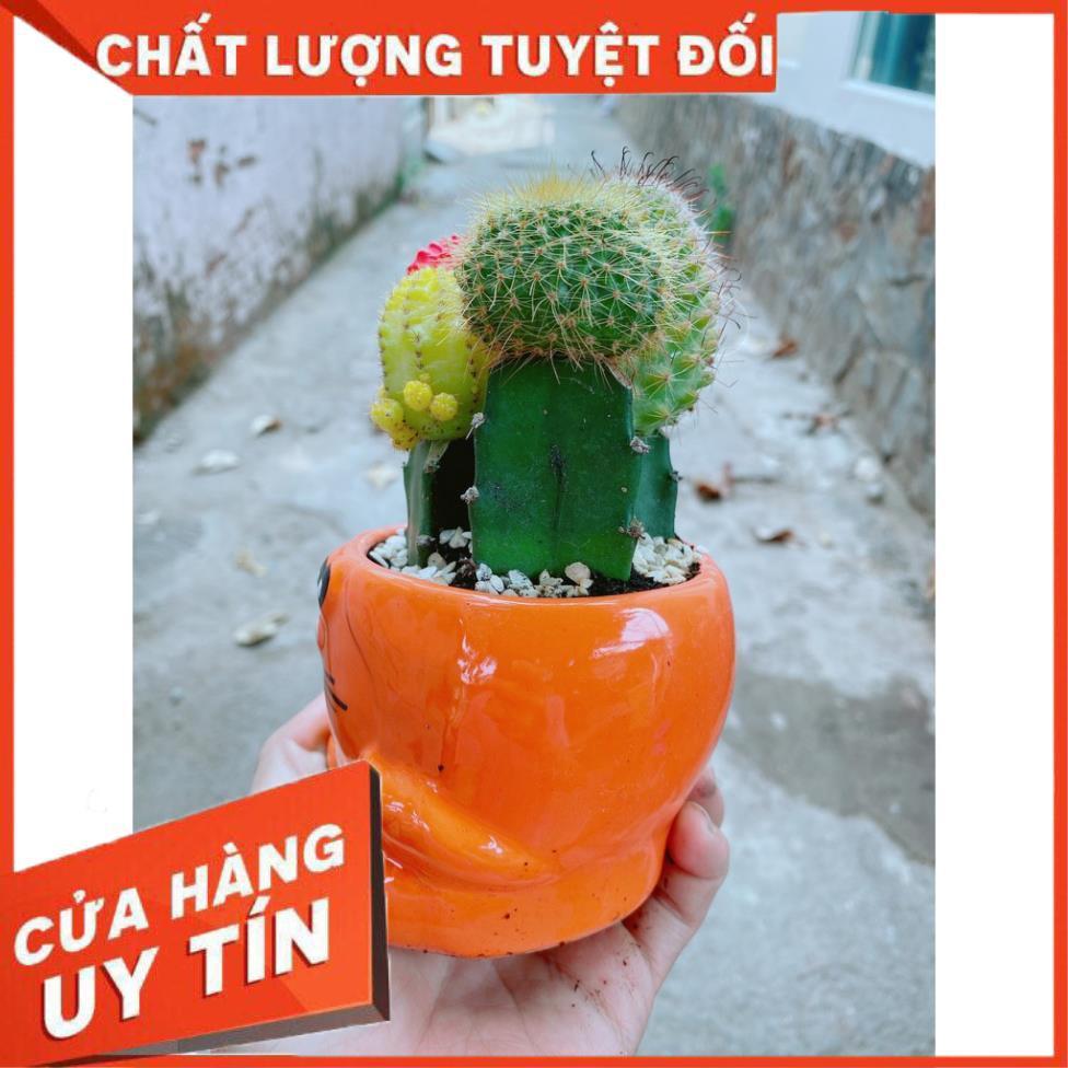 Chậu xương rồng tiểu cảnh