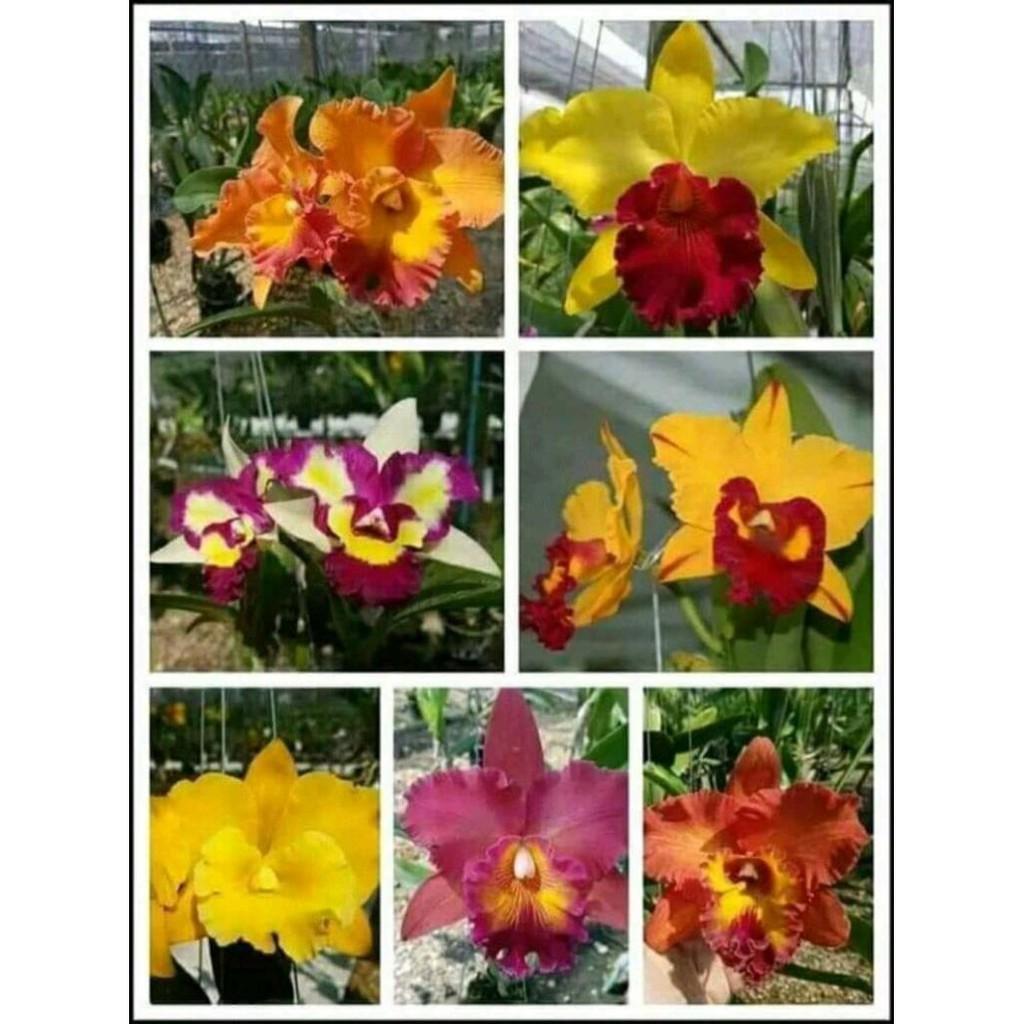 Cattleya cây giống