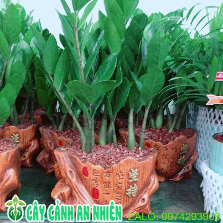 Chậu Kim Phát Tài