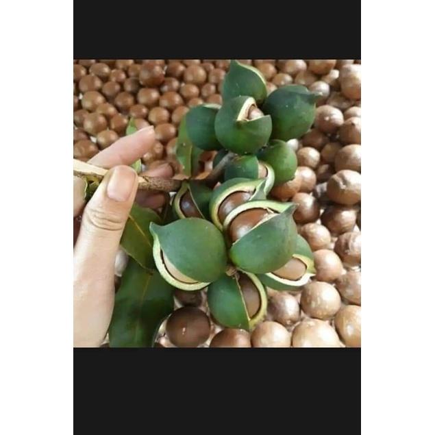 Cây Giống Macca Ghép Chuẩn
