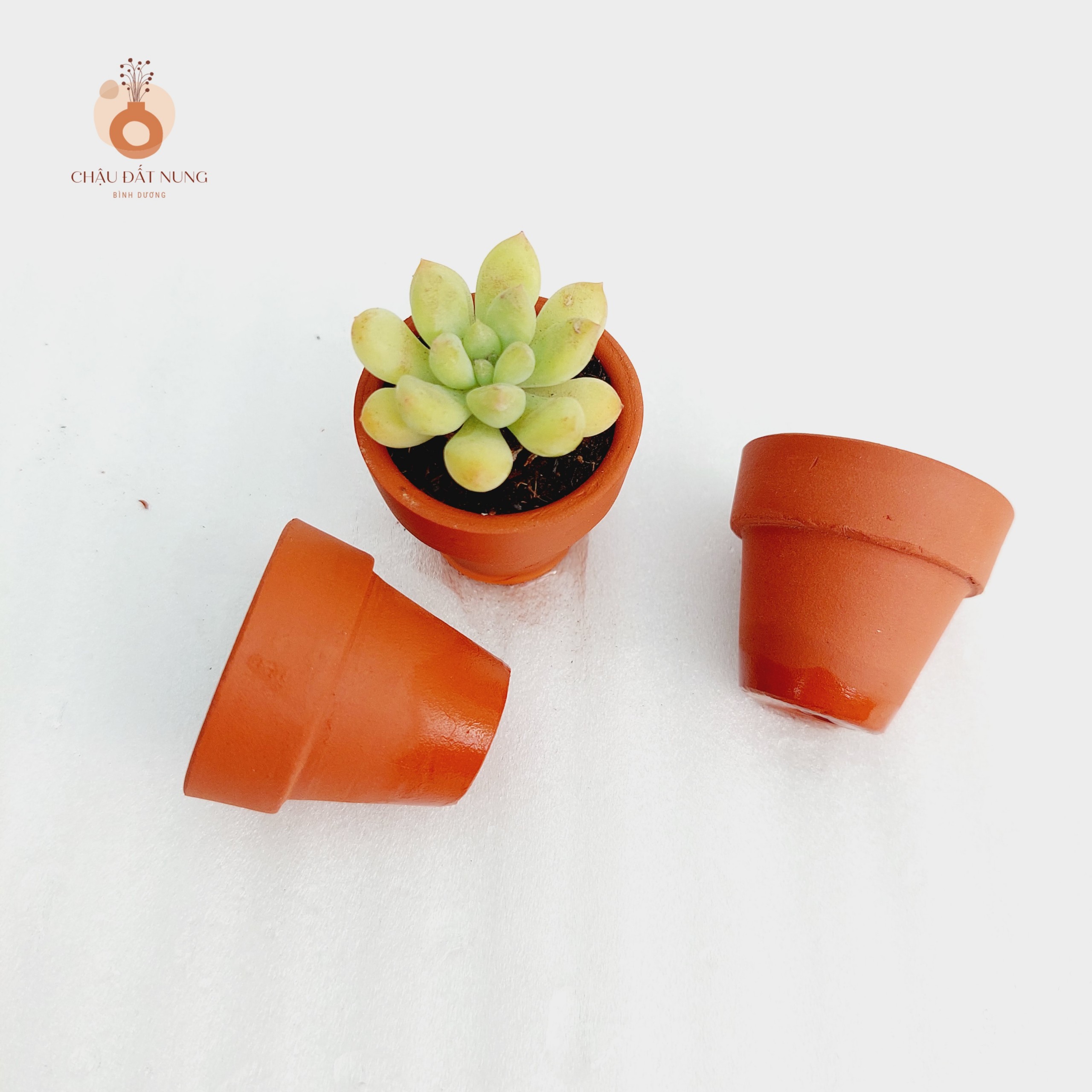 Chậu đất nung Bình Dương - Ly gờ, miệng chậu 3.5cm, chiều cao 3.5cm