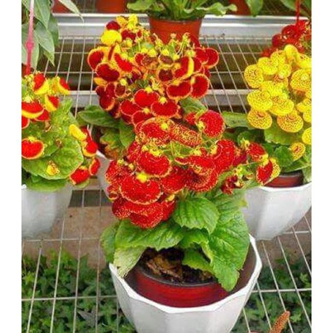 Hạt giống hoa huyền sâm mix màu -1 gói 30 hạt