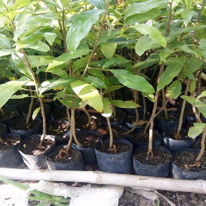 CÂY GIỐNG MAI VÀNG 5 CÁNH ĐƠN - CGMV5CD