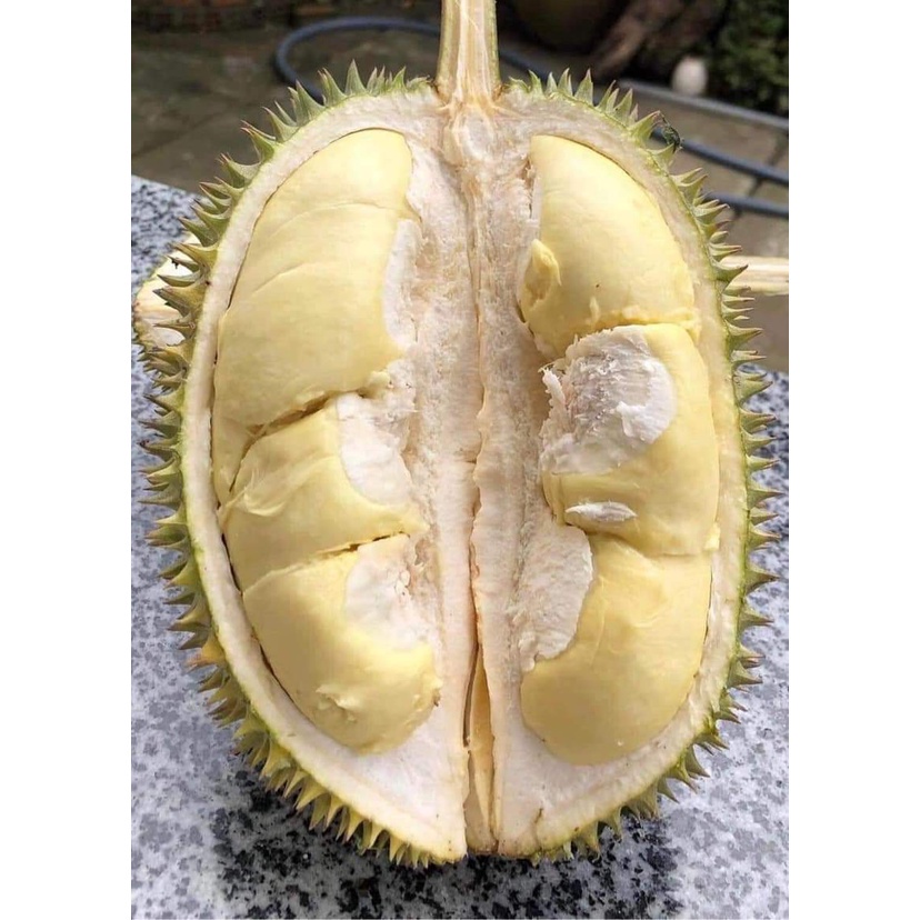 Cây Giống Sầu Riêng Chuồng Bò