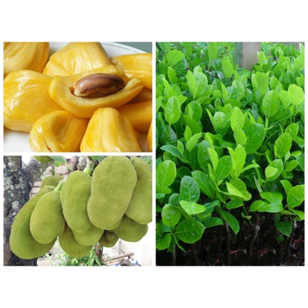 Cây giống MÍT THÁI SIÊU SỚM siêu quả