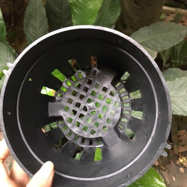 COMBO 20 CHẬU LAN ĐEN PHI 14