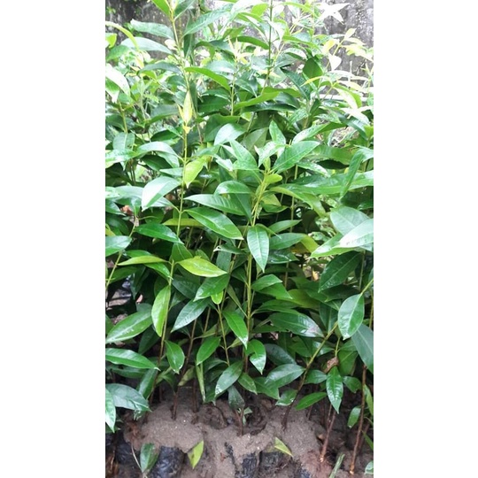 Cây giống Vối Nếp