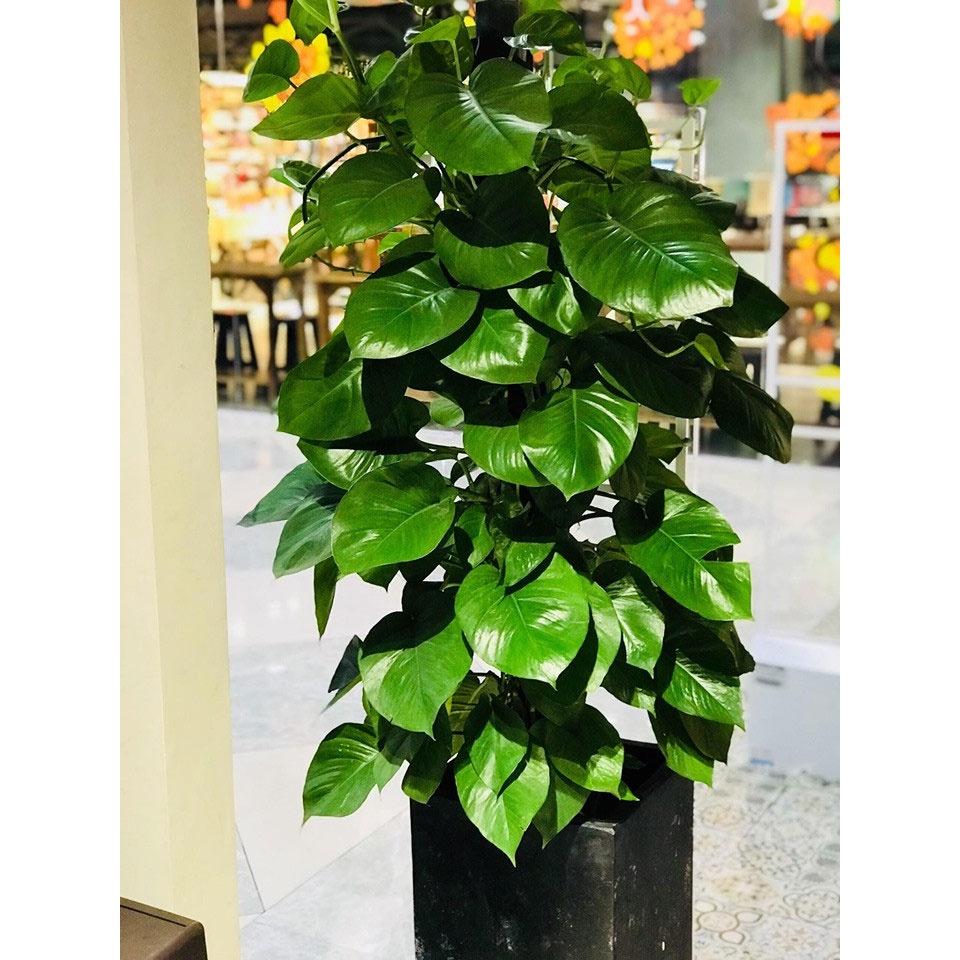 CÂY TRẦU BÀ LEO CỘT