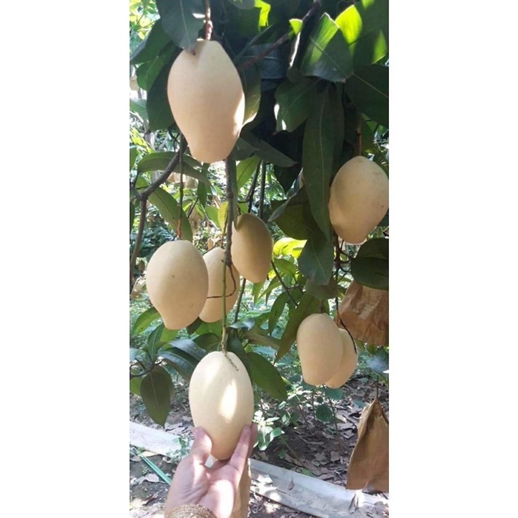 Cây giống xoài keo vàng