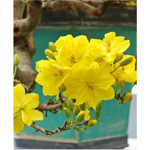 Combo 4 gói Hạt giống hoa mai vàng 5 cánh-gói 25hạt-tặng kèm gói phân bón lót