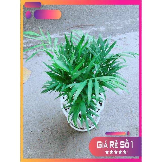 Chậu Cây Cau Tiểu Trâm