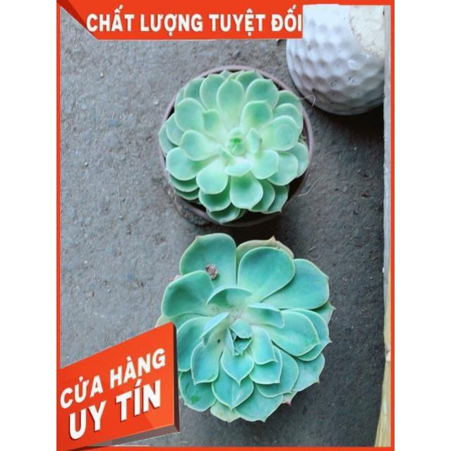 Sen Đá Size Trung 35k