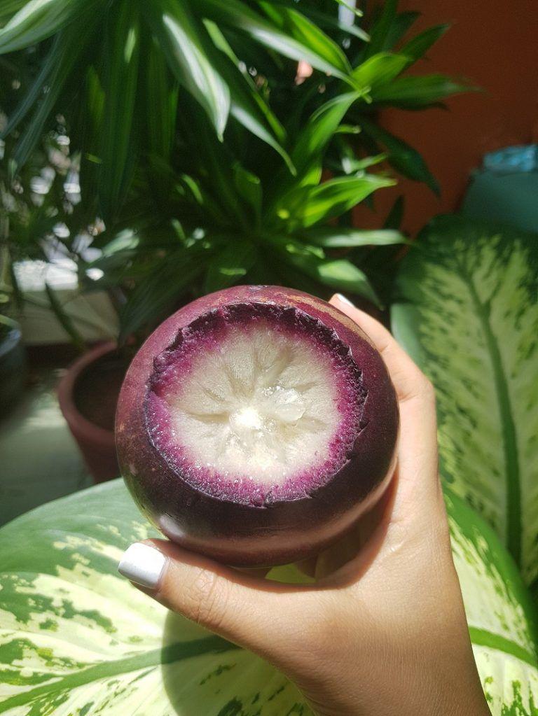 Cây giống Vú Sữa MIKA TÍM trồng CHẬU .