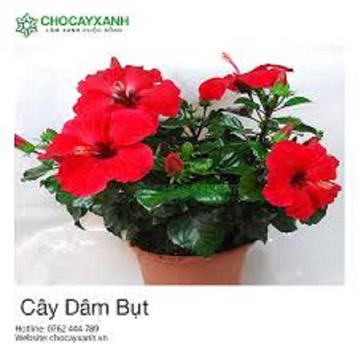 Hoa DÂM BỤT LÙN CÁNH KÉP MÀU ĐỎ