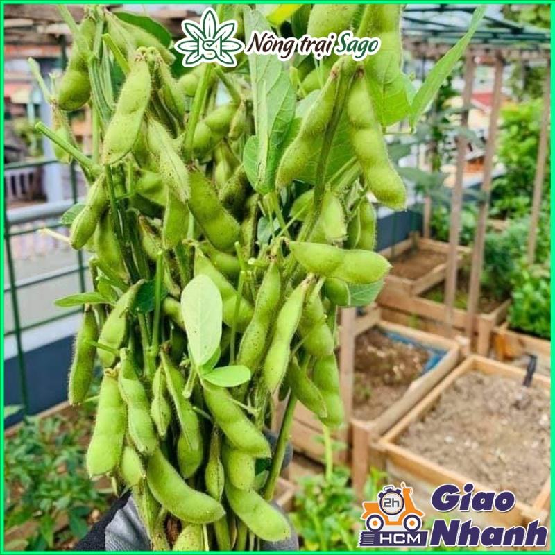 Hạt giống Rau Củ Quả - Dây Leo Trồng Quanh Năm, Sinh Trưởng Khỏe - Nông Trại Sago