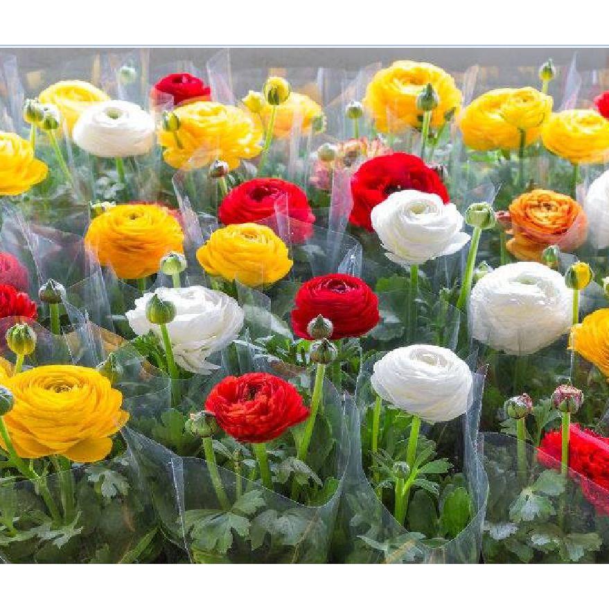 Hạt giống hoa Hồng Ri Ba Tư mix 5 hạt/gói