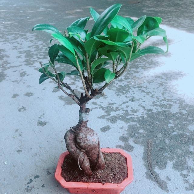 Chậu Cây Si