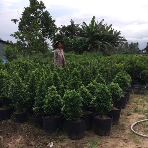 50 Chậu 40X32X32cm nhựa PE dẻo trồng cây bền từ 5 đến 10 năm-77114