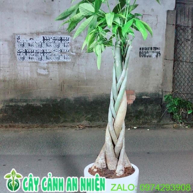Chậu Cây Kim Ngân Cao 1m6