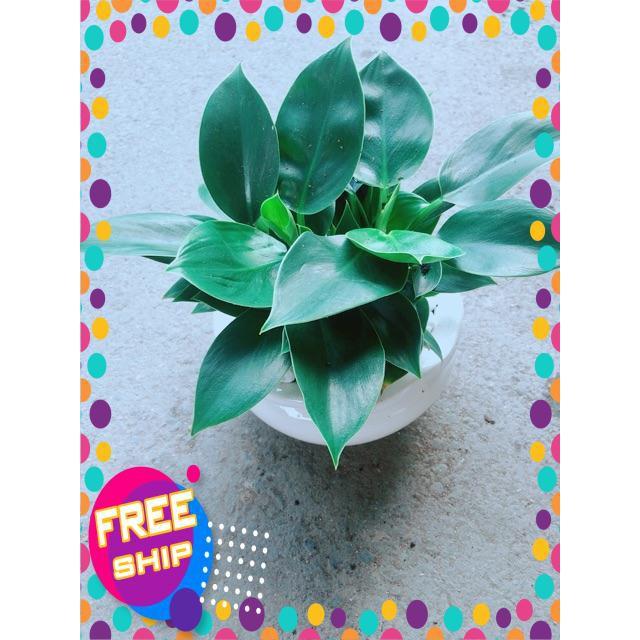 Chậu Trầu Bà Đế Vương