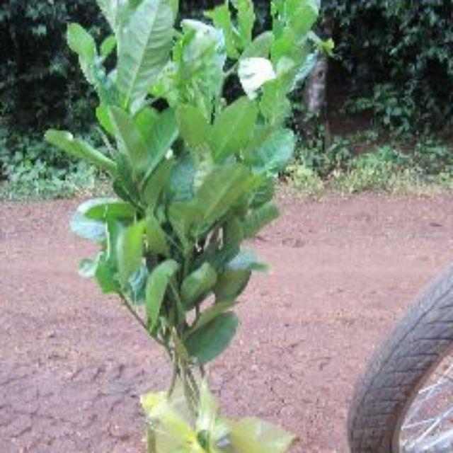 Cây giống phật thủ