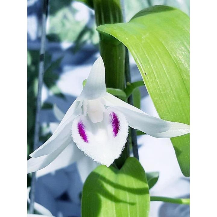 Phong lan phi điệp 5ct phú thọ