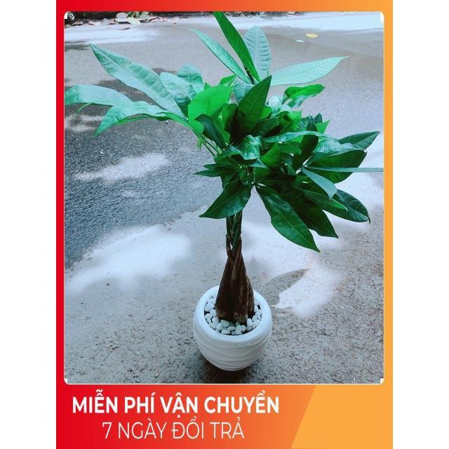 Chậu Kim Ngân 5 Thân Thắt Bính