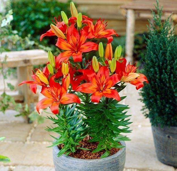 Combo 5 củ hoa ly ly : có các màu đỏ , vàng, cam. hồng , trắng