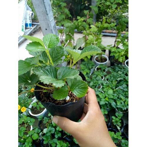 Combo 2 cây dâu tây chịu nhiệt