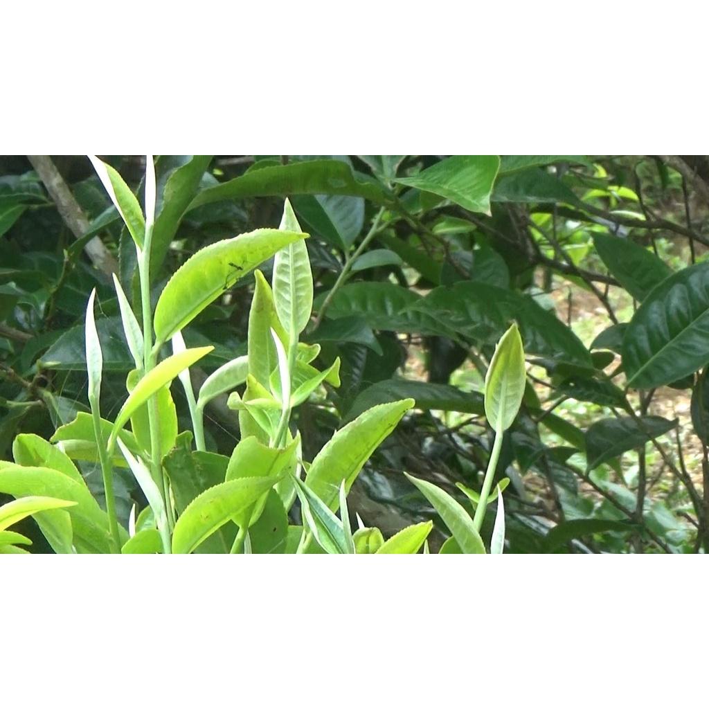 Cây giống trà tiến vua Hà Giang