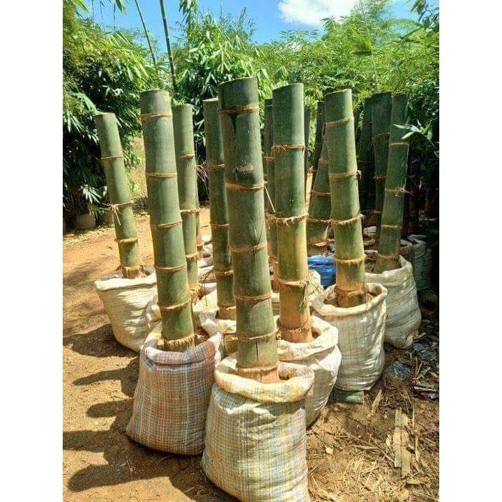 Cây TRE KHỔNG LỒ THÁI... cây đẹp chuẩn giống