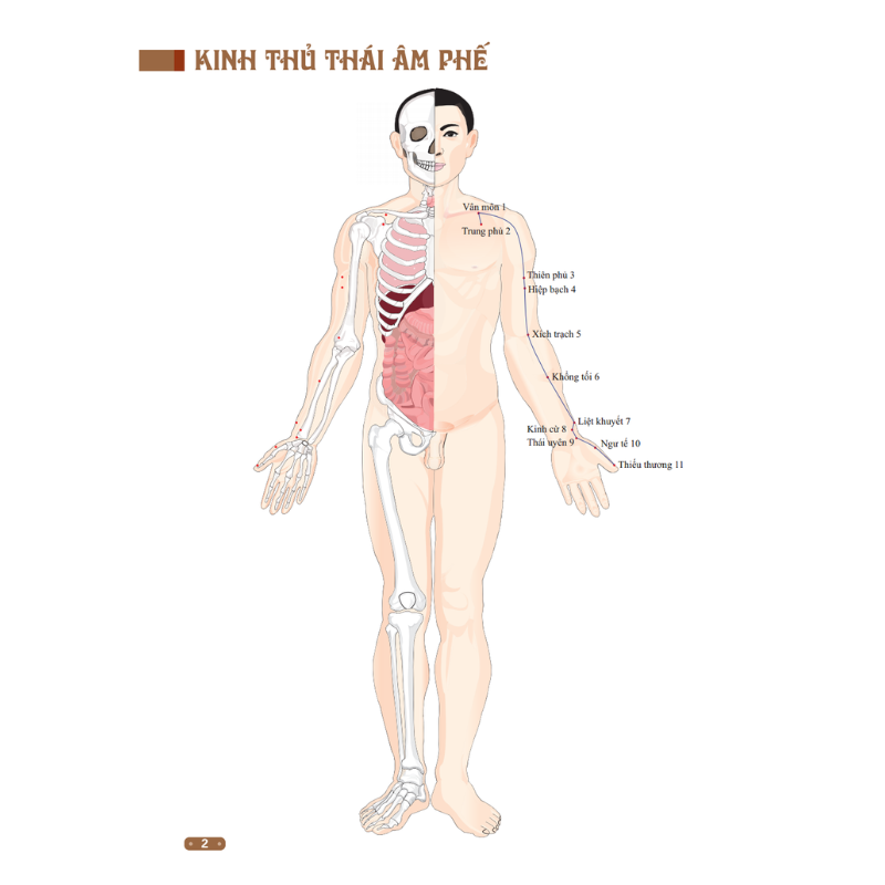 Đồ Giải Kinh Lạc Huyệt Vị Cơ Thể (Tái Bản) - Bìa Mềm