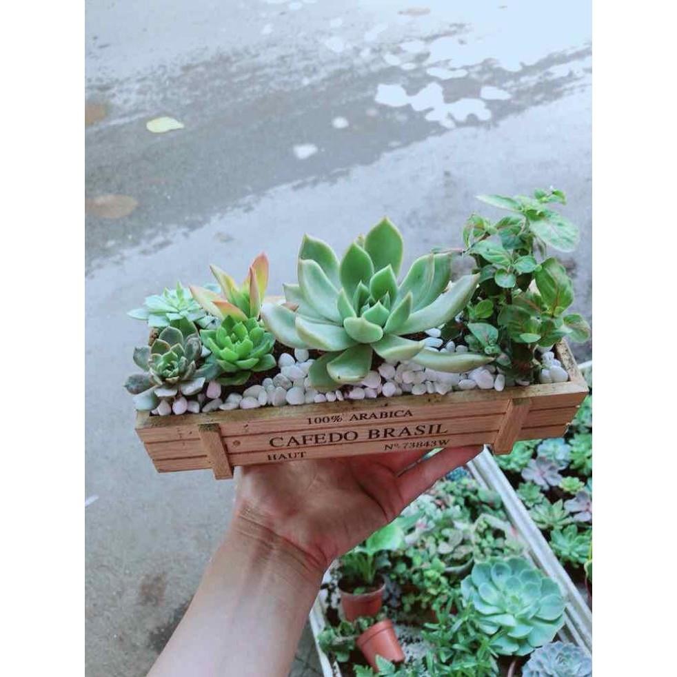 Chậu Sen Đá- Cẩm Nhung Bán Chạy