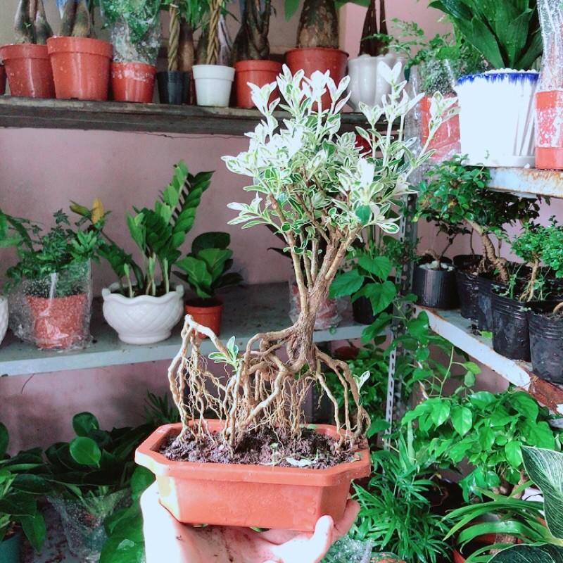 Cây Bonsai