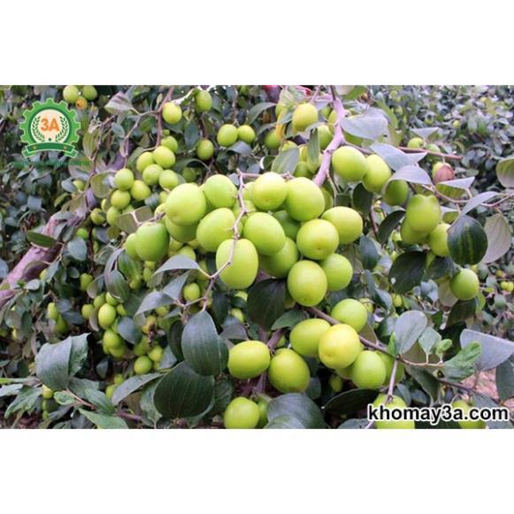 CÂY GIỐNG TÁO ĐẠI SIÊU NGON SIÊU QUẢ DÒNG QUẢ SỚM